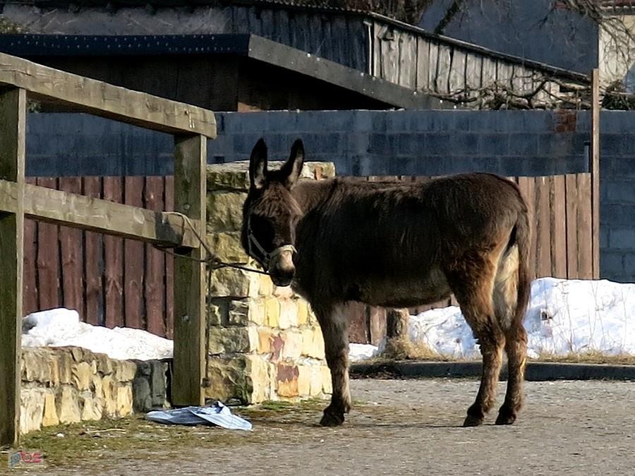 Osioł musi zaczekać, nie wszedł z wiernymi na zamek.