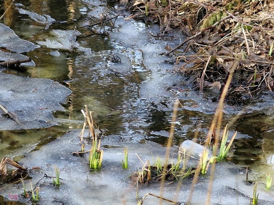 Natura budzi się do życia.