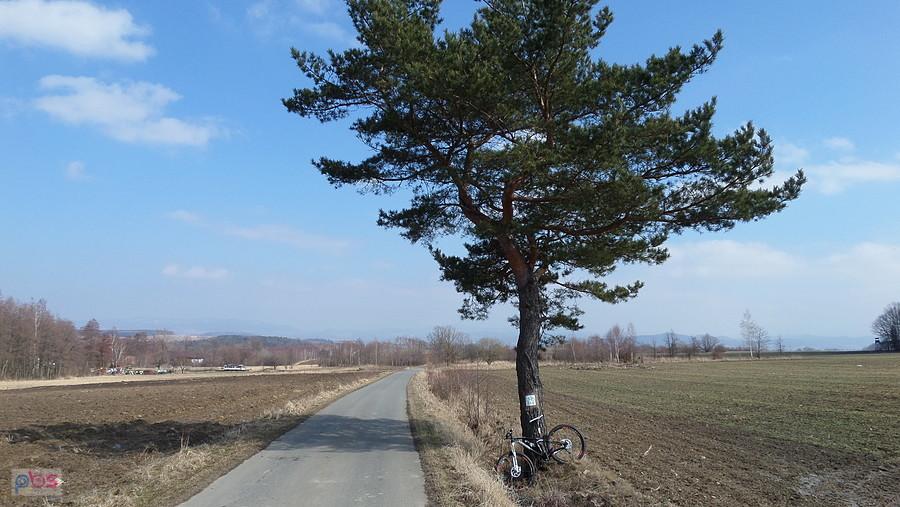 Ulubione drzewko w drodze powrotnej do domu.