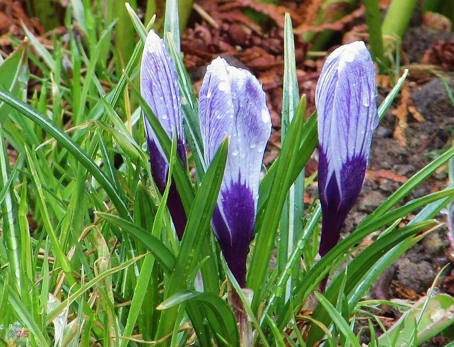 Niebieskie krokusy