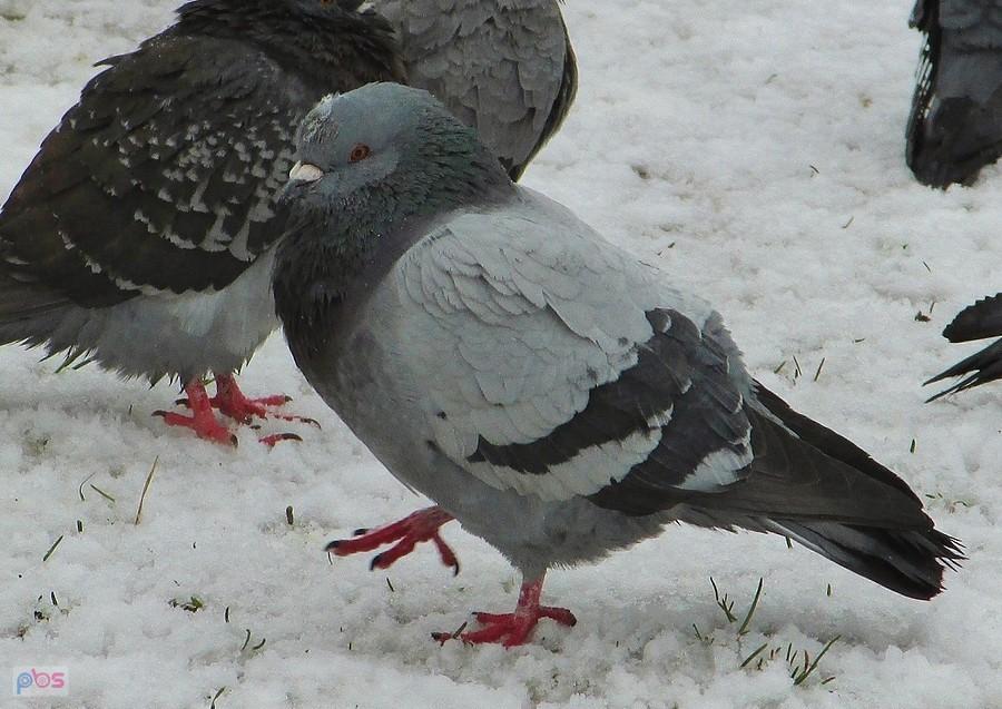 Ursynowski gołąb