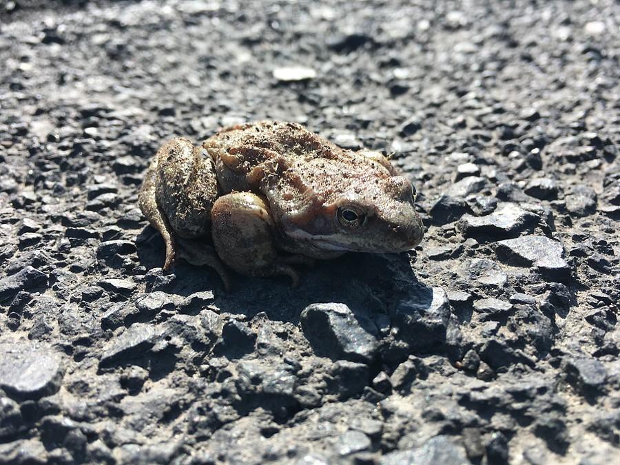 Zamiast bocianów są żaby