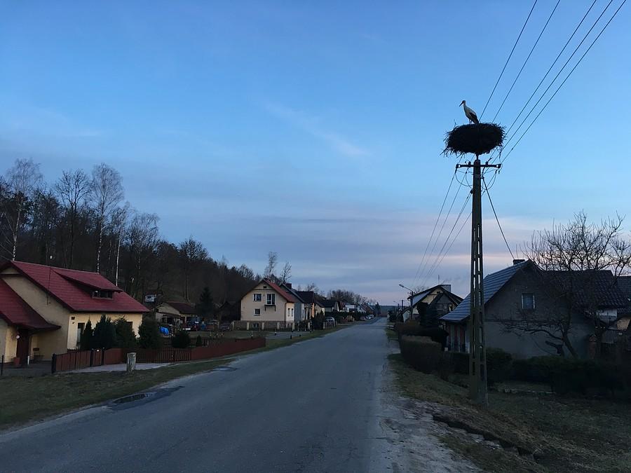 Pierwszy bocian namierzony w Romanowie Dolnym