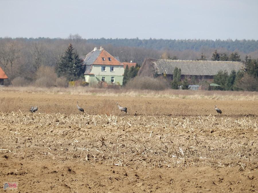 Żurawie koło Prężyc