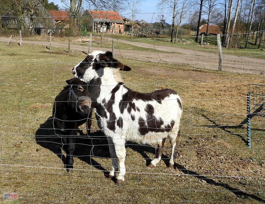 Igraszki osiołków z Blankensee.