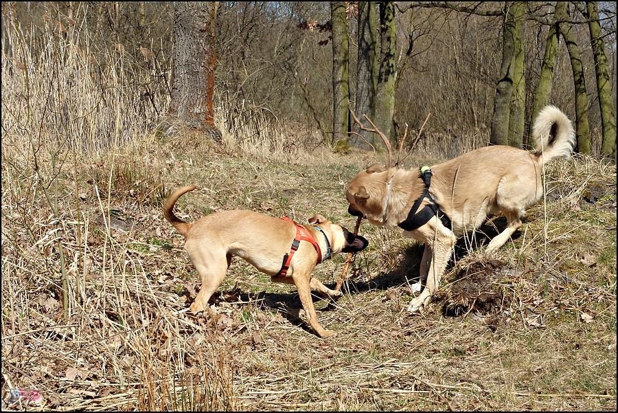 Znów walka o patyczek :)