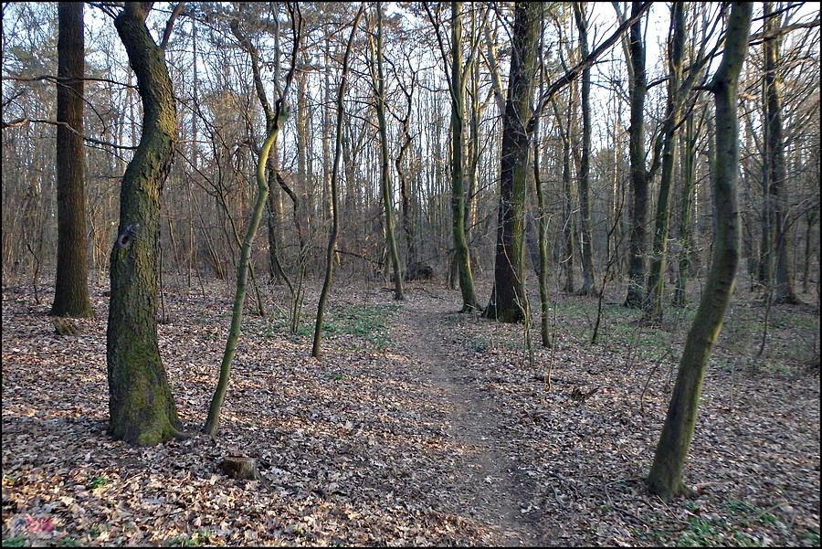 Singletrack w Parku Wolności