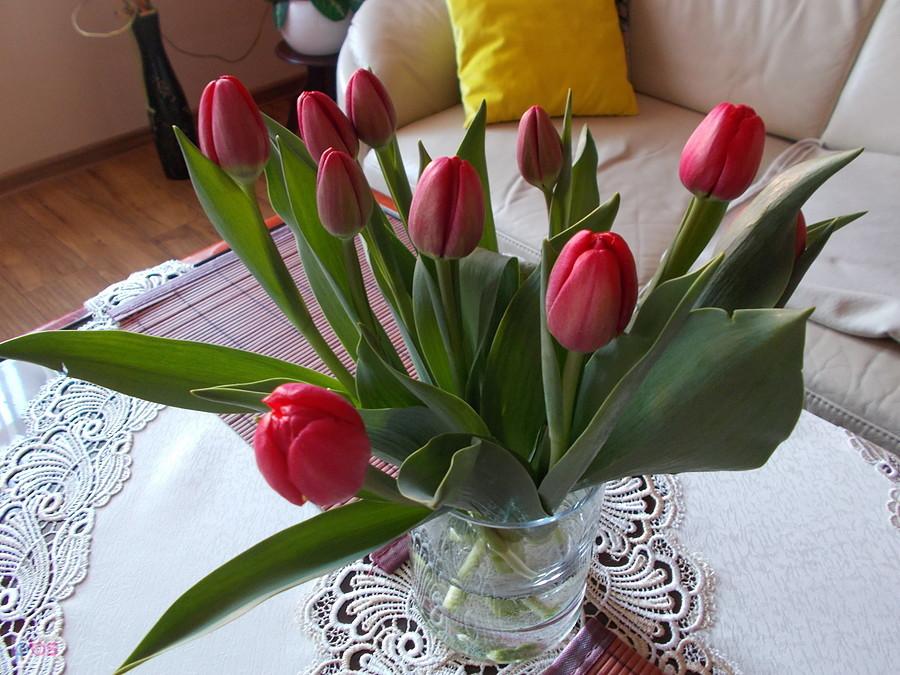 Tulipany