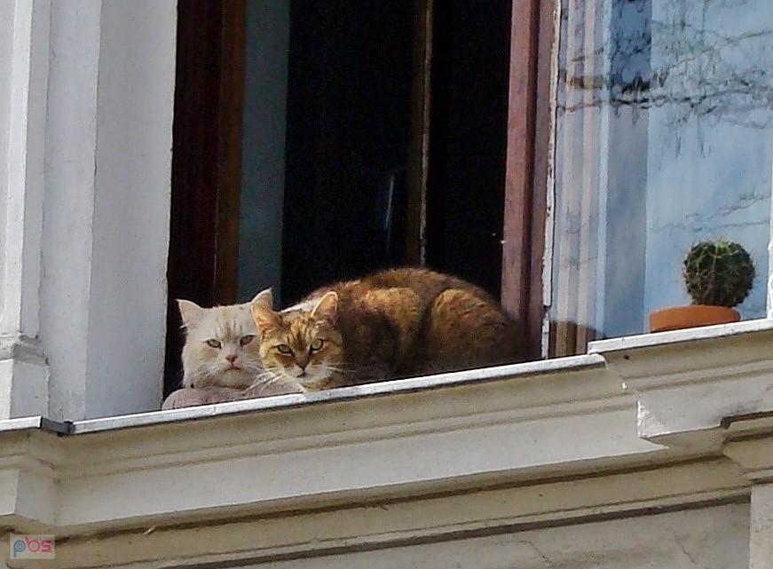 W pałacowym oknie w Borku (II)