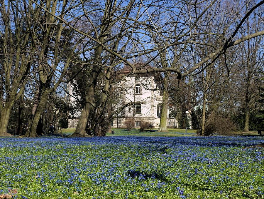 Kwitnące cebulice - Park im. ks. bp. Michała Klepacza w Łodzi