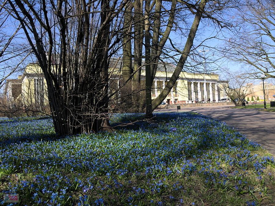 Kwitnące cebulice - Park im. ks. bp. Michała Klepacza w Łodzi