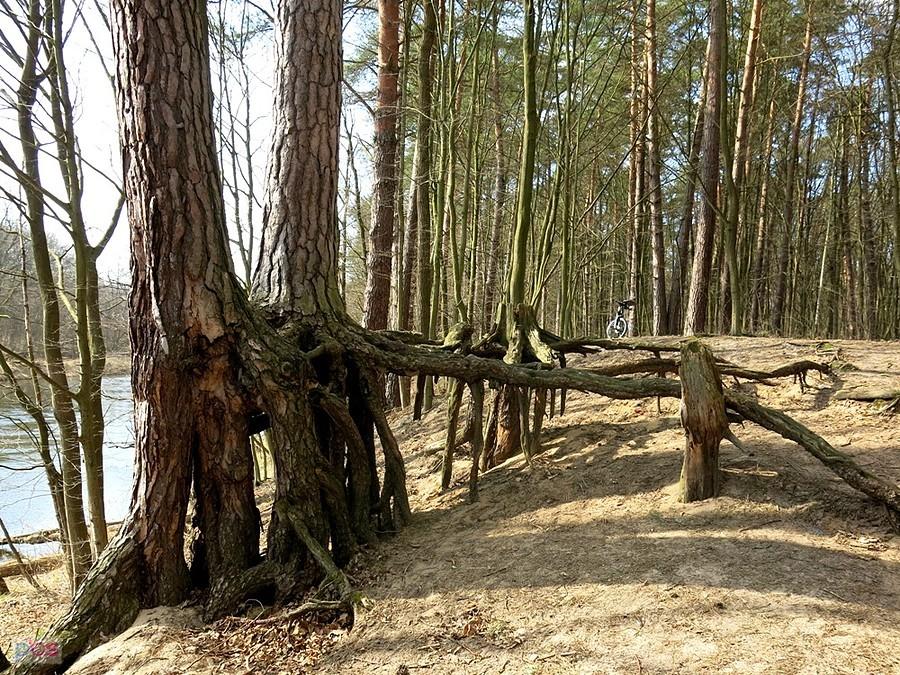 Koło sosny na szczudłach.