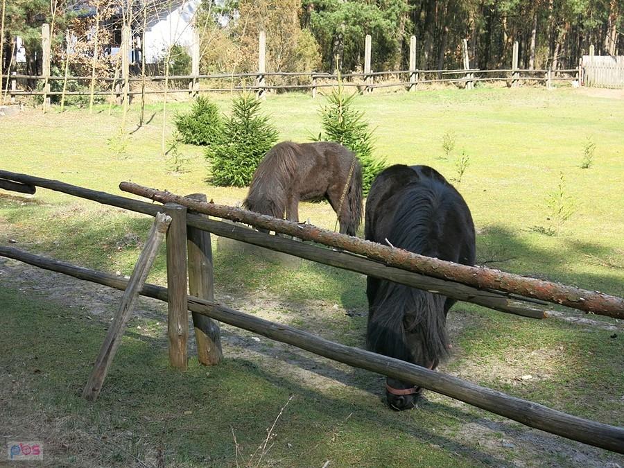 Kucyki pony ;) w Królowej Woli.