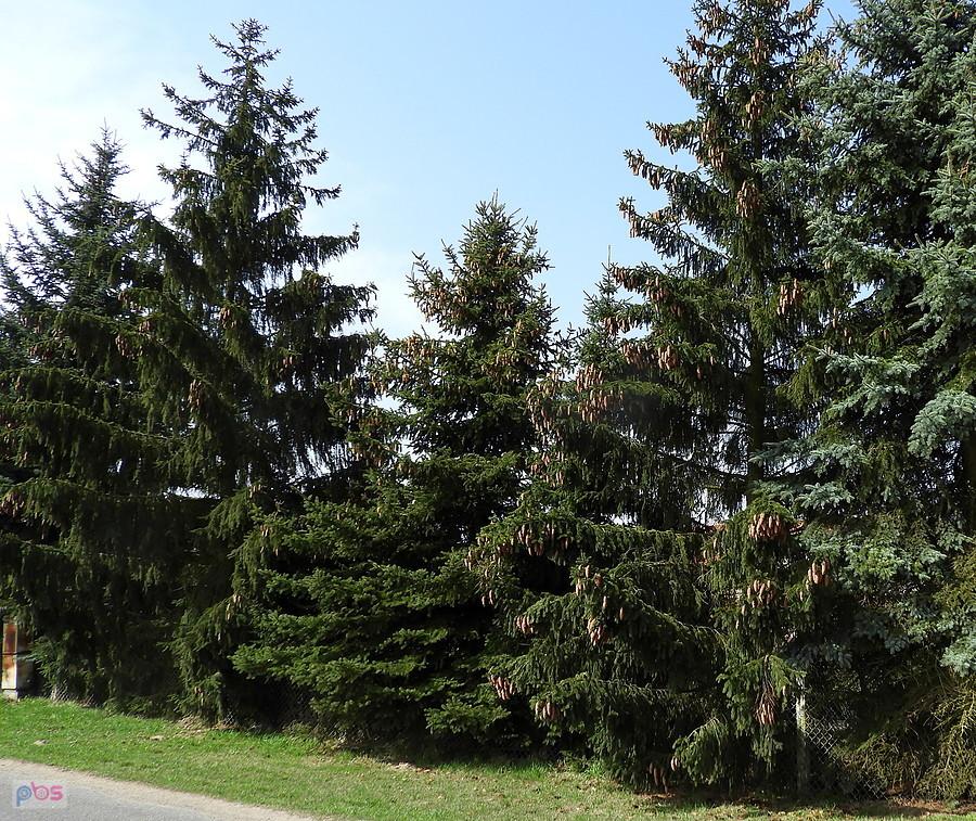 Mnóstwo szyszek na drzewie.