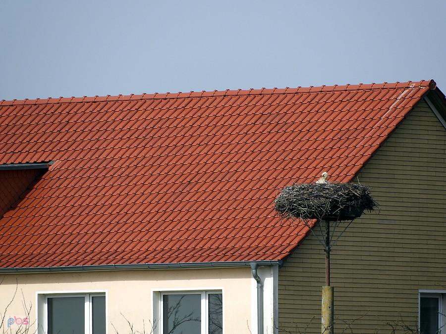 Bocian z Ladenthin - zdjęcie z dużej odległości.