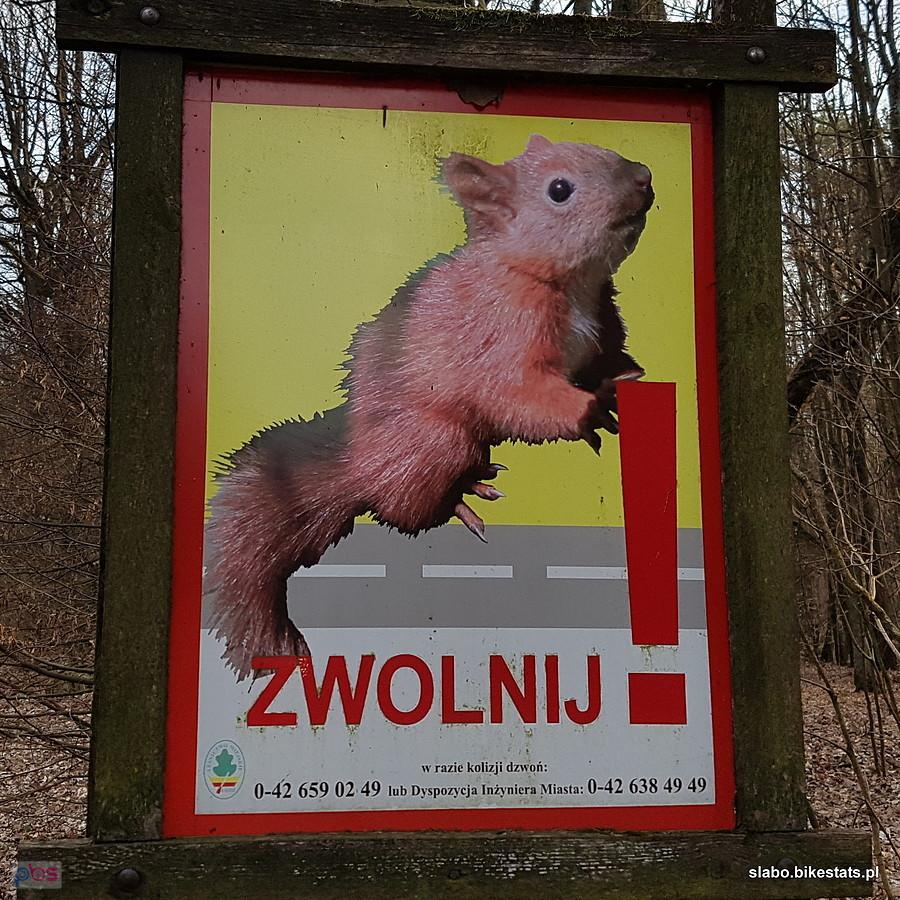 Wiewiórka prosi: zwolnij!