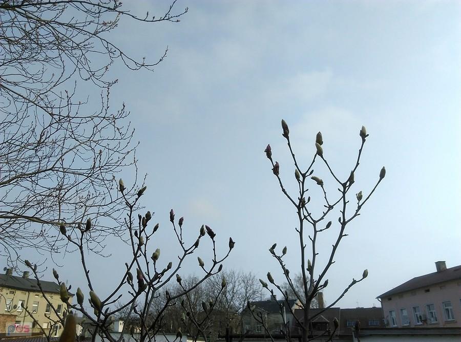 Magnolie zaczynają kwitnąć.