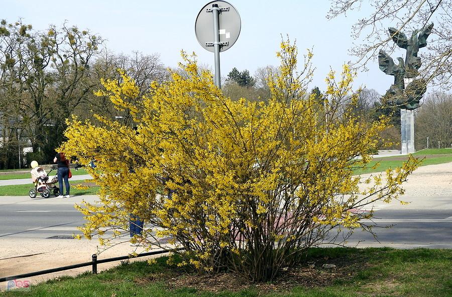 Kwitnąca forsycja na Jasnych Błoniach.