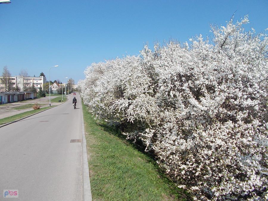 Kwitnące drzewa
