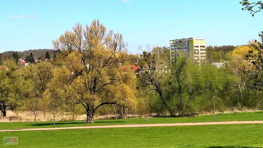 Mój tradycyjny obrazek spod lasu, smartfonem.