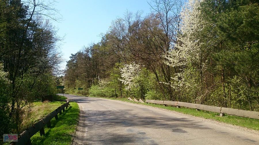 Las w Krężnicy Jarej