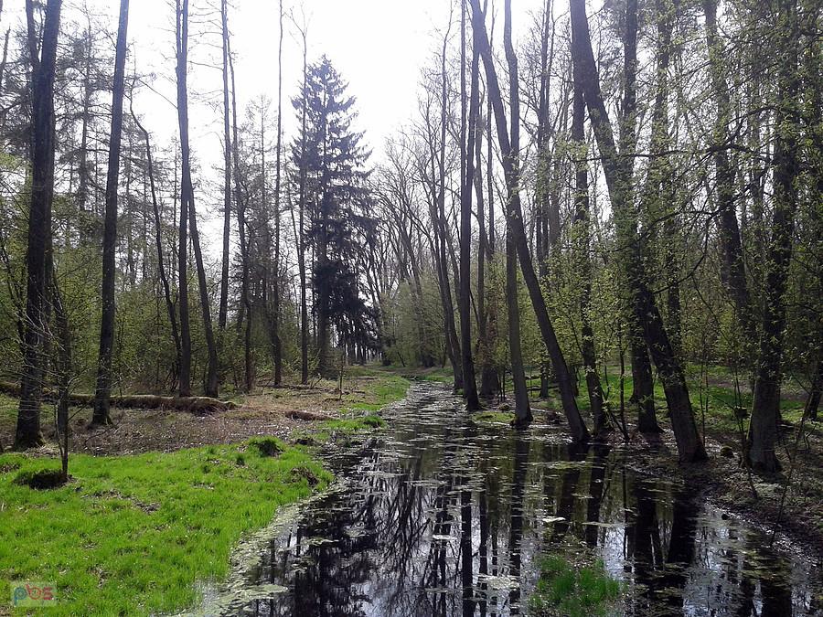 Akwen wodny, teren parku w Wietrzychowicach