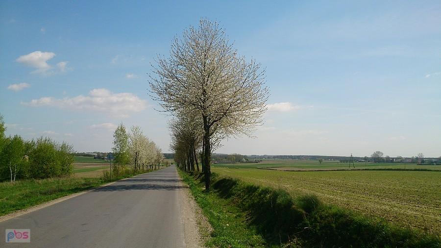 Wiosenny szpaler drzew