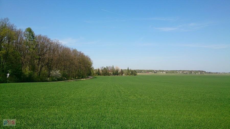 Zielono na polach