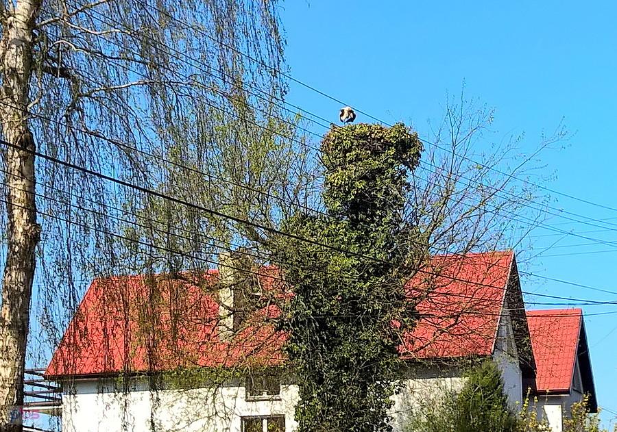Bocianie gniazdo w Warzymicach.