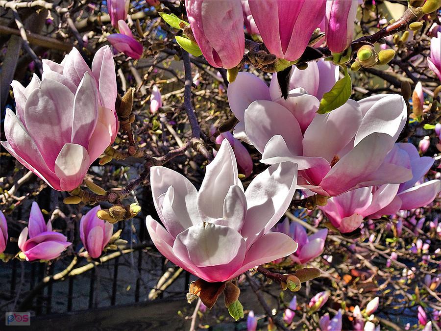 Uroki wiosny. Magnolie.