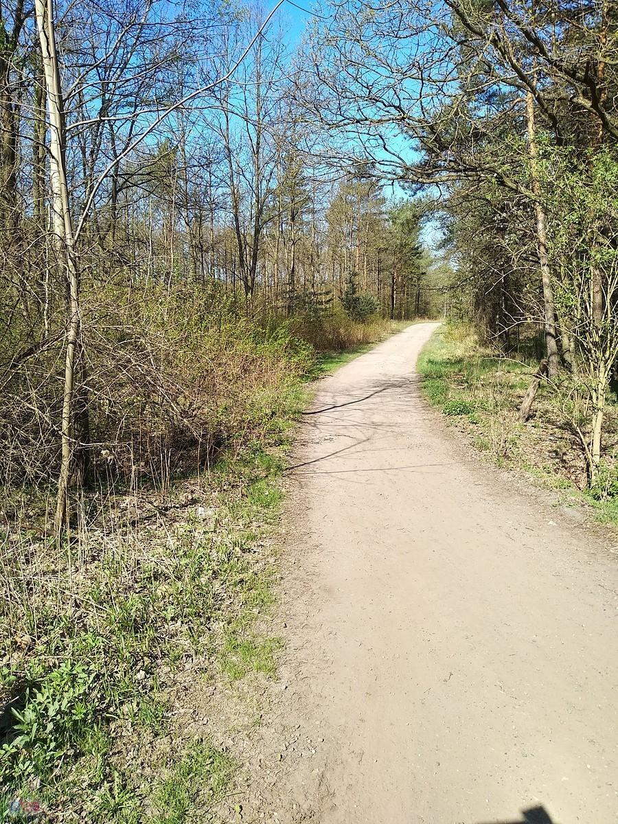 Leśne ścieżki w Panewnikach