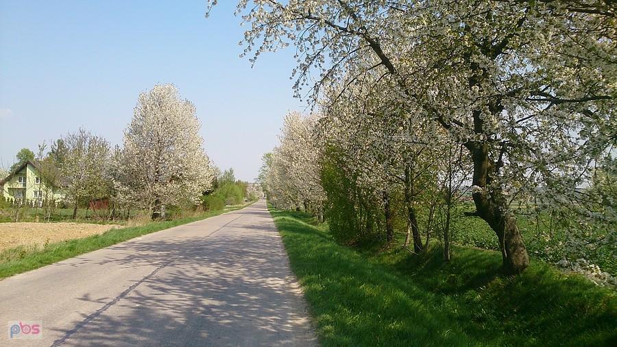 Kwitnące drzewa