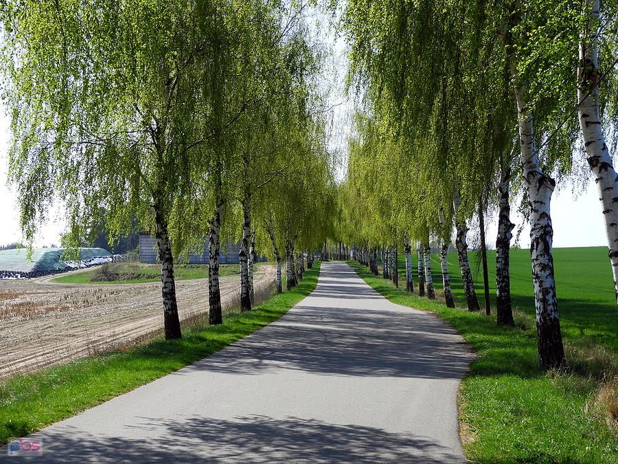 Końcowy fragment uroczej drogi Blankensee - Bismark.