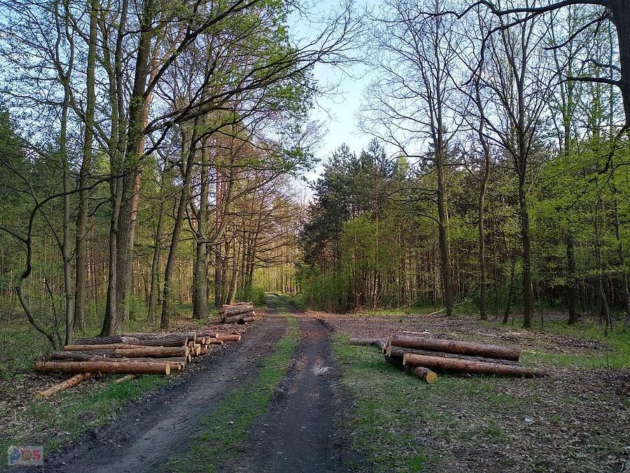 Znowu wycinka
