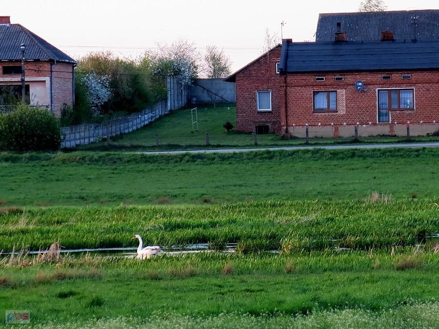 Łabędź łagiewnicki.