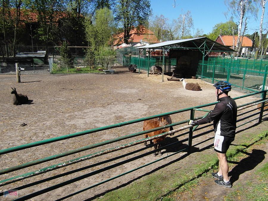 Mino zoo - Kwidzyn Miłosna