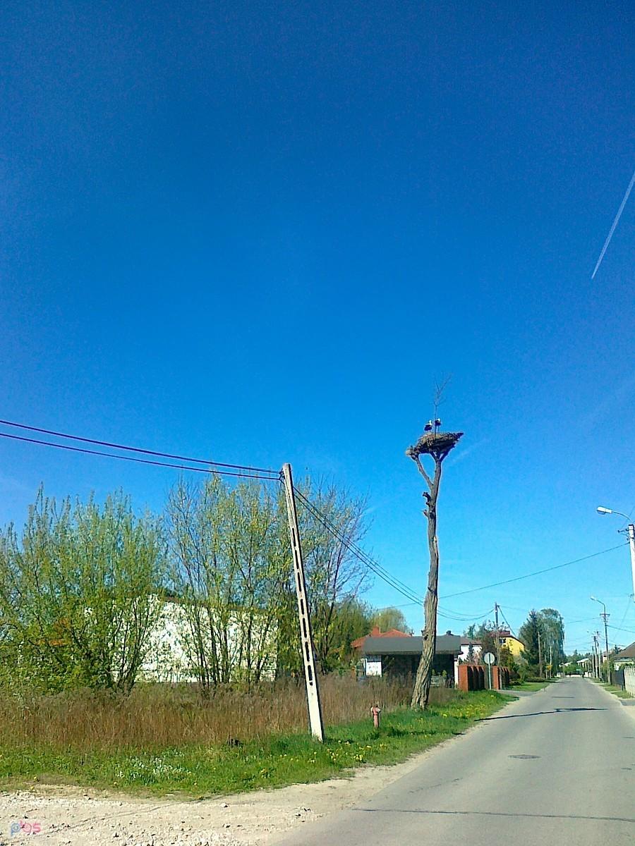 Para bocianów na gnieździe