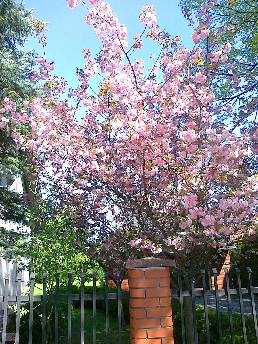 Wiosenne drzewko