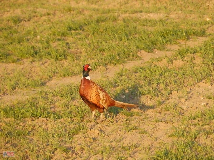 Bażant