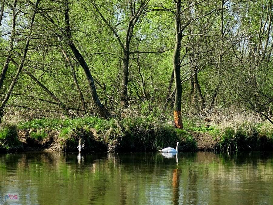 Łabędź nad wodami Pilicy