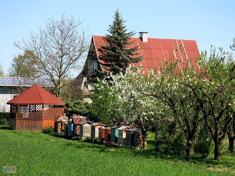 Kolejna pasieka