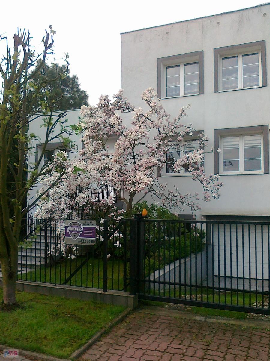 Magnolie na Grotach