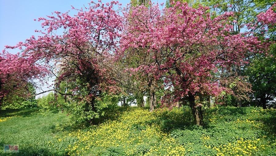 Paśnik dla morsów