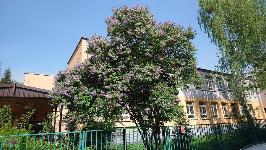 Bez, czyli lilak przy mojej szkole podstawowej
