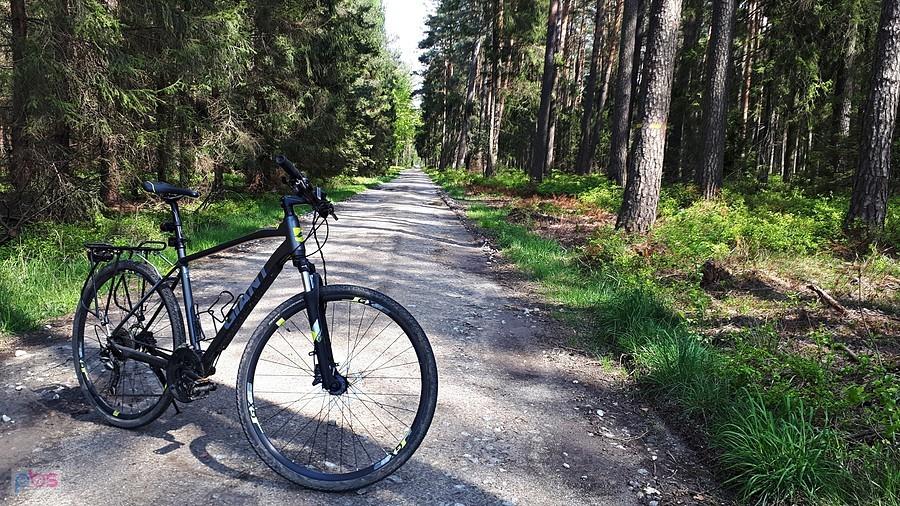 Giant w Borach Niemodlińskich