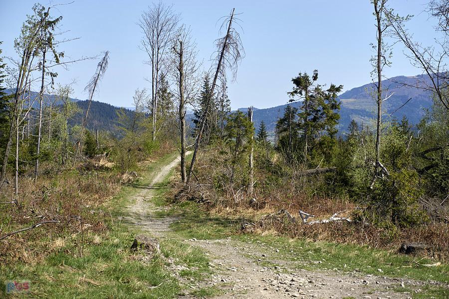 W paśmie Ogorzały (806 m.n.p.m)