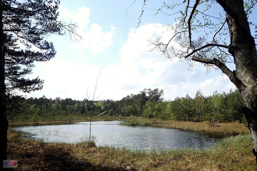 Użytek ekologiczny Bagno w Korzonku