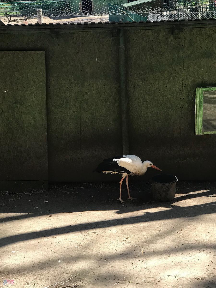 bocian w mini zoo