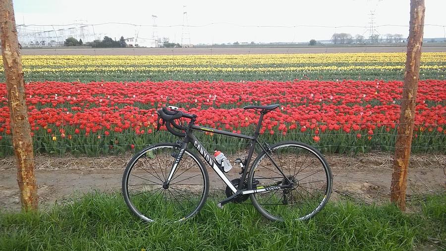 Plantacja tulipanów. Zrobiło się kolorowo :)