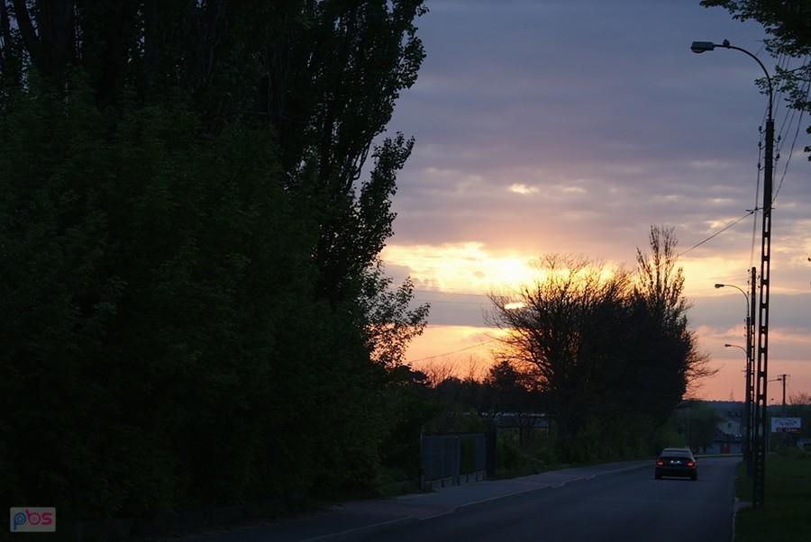 Między drzewami